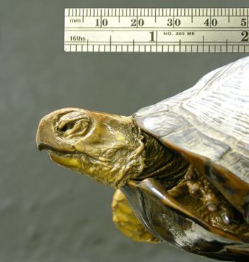Media type: image; Herpetology R-1527